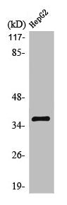 Western Blot analysis of HepG2 cells using Olfactory receptor 10G7 Polyclonal Antibody