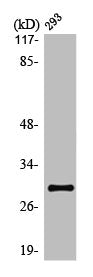 Western Blot analysis of Jurkat cells using Olfactory receptor 10J1 Polyclonal Antibody