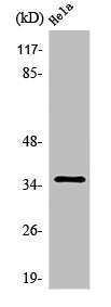Western Blot analysis of HeLa cells using Olfactory receptor 10R2 Polyclonal Antibody