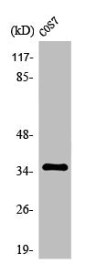 Western Blot analysis of LOVO cells using Olfactory receptor 10S1 Polyclonal Antibody