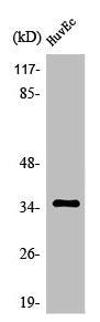 Western Blot analysis of MCF7 cells using Olfactory receptor 11G2 Polyclonal Antibody