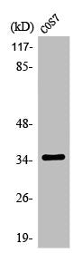 Western Blot analysis of COS7 cells using Olfactory receptor 13C4 Polyclonal Antibody