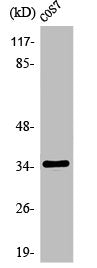 Western Blot analysis of COLO205 cells using Olfactory receptor 1A1 Polyclonal Antibody