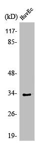 Western Blot analysis of HeLa cells using Olfactory receptor 1L6 Polyclonal Antibody