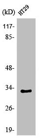 Western Blot analysis of HuvEc cells using Olfactory receptor 1S1/2 Polyclonal Antibody