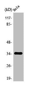 Western Blot analysis of HeLa cells using Olfactory receptor 2A4/7 Polyclonal Antibody