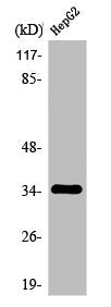 Western Blot analysis of Jurkat cells using Olfactory receptor 2AG1/2 Polyclonal Antibody