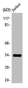 Western Blot analysis of MCF7 cells using Olfactory receptor 2H2 Polyclonal Antibody