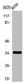 Western Blot analysis of HT29 cells using Olfactory receptor 2J2 Polyclonal Antibody