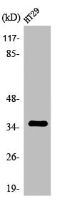 Western Blot analysis of HT29 cells using Olfactory receptor 2K2 Polyclonal Antibody