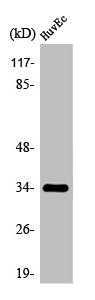 Western Blot analysis of HepG2 cells using Olfactory receptor 2M7 Polyclonal Antibody