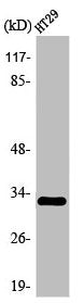 Western Blot analysis of HT29 cells using Olfactory receptor 2T1 Polyclonal Antibody