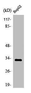 Western Blot analysis of HepG2 cells using Olfactory receptor 2T2/35 Polyclonal Antibody