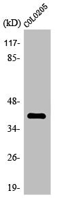 Western Blot analysis of COLO205 cells using Olfactory receptor 4A16 Polyclonal Antibody