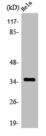 Western Blot analysis of MCF7 cells using Olfactory receptor 4C13 Polyclonal Antibody