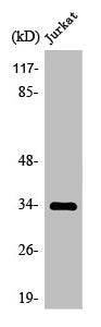 Western Blot analysis of HepG2 cells using Olfactory receptor 4C15 Polyclonal Antibody