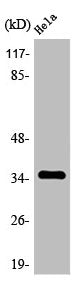 Western Blot analysis of HepG2 cells using Olfactory receptor 4C6 Polyclonal Antibody