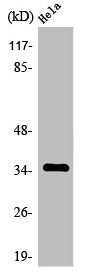 Western Blot analysis of HuvEc cells using Olfactory receptor 4K14 Polyclonal Antibody