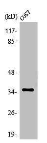 Western Blot analysis of HuvEc cells using Olfactory receptor 4K14 Polyclonal Antibody