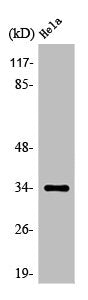 Western Blot analysis of HeLa cells using Olfactory receptor 4P4 Polyclonal Antibody
