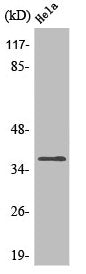 Western Blot analysis of HepG2 cells using Olfactory receptor 4Q3 Polyclonal Antibody