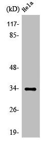 Western Blot analysis of COLO205 cells using Olfactory receptor 4X1 Polyclonal Antibody