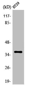 Western Blot analysis of A549 cells using Olfactory receptor 51T1 Polyclonal Antibody