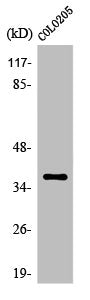 Western Blot analysis of HepG2 cells using Olfactory receptor 52B2 Polyclonal Antibody