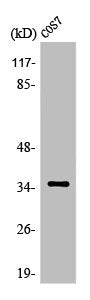 Western Blot analysis of HepG2 cells using Olfactory receptor 52E1 Polyclonal Antibody