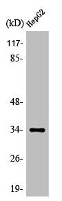 Western Blot analysis of HeLa cells using Olfactory receptor 52E4 Polyclonal Antibody