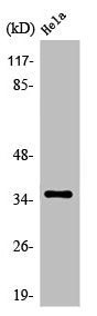 Western Blot analysis of HeLa cells using Olfactory receptor 52N4 Polyclonal Antibody