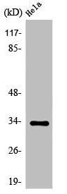 Western Blot analysis of HeLa cells using Olfactory receptor 52W1 Polyclonal Antibody