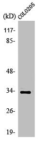 Western Blot analysis of COLO205 cells using Olfactory receptor 56B4 Polyclonal Antibody