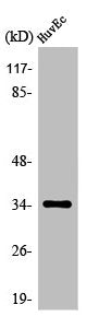 Western Blot analysis of COS7 cells using Olfactory receptor 5AK3 Polyclonal Antibody