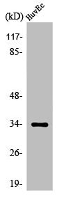 Western Blot analysis of HuvEc cells using Olfactory receptor 5M11 Polyclonal Antibody