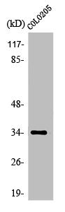 Western Blot analysis of COLO205 cells using Olfactory receptor 5P3 Polyclonal Antibody