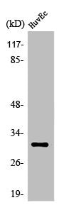 Western Blot analysis of HuvEc cells using Olfactory receptor 6C68 Polyclonal Antibody