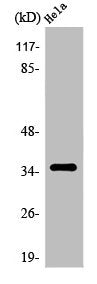 Western Blot analysis of HeLa cells using Olfactory receptor 6K2 Polyclonal Antibody
