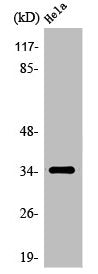Western Blot analysis of HeLa cells using Olfactory receptor 6T1 Polyclonal Antibody