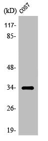 Western Blot analysis of COS7 cells using Olfactory receptor 7A10 Polyclonal Antibody