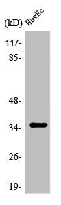 Western Blot analysis of HuvEc cells using Olfactory receptor 7C2 Polyclonal Antibody