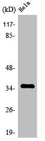 Western Blot analysis of HuvEc cells using Olfactory receptor 8J3 Polyclonal Antibody