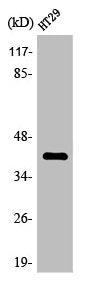 Western Blot analysis of HT29 cells using Olfactory receptor 8S1 Polyclonal Antibody