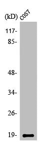 Western Blot analysis of COS7 cells using Op18 Polyclonal Antibody