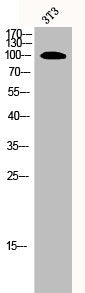 Western Blot analysis of 3T3 cells using ORC1 Polyclonal Antibody