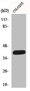 Western Blot analysis of COLO205 cells using ORCTL2 Polyclonal Antibody