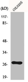 Western Blot analysis of Colo205 cells using OTUB2 Polyclonal Antibody