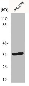 Western Blot analysis of COLO205 cells using OTUD2 Polyclonal Antibody