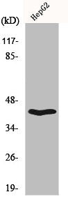 Western Blot analysis of HepG2 cells using OX2R Polyclonal Antibody