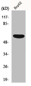 Western Blot analysis of HepG2 cells using OY-TES-1 Polyclonal Antibody